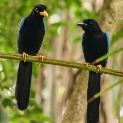 Two Yucatan Blue Jays