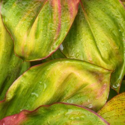 Wet Jungle Leaves closeup