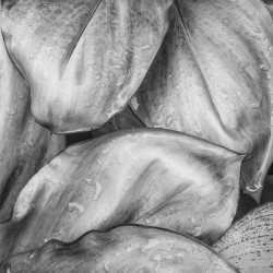 Wet Jungle Leaves closeup BW