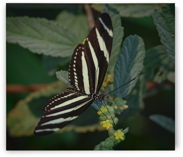 black and white butterfly by Justin Richard Batten