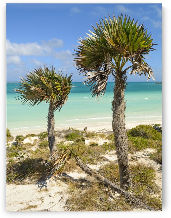2 palms on Cuban dunes by Justin Richard Batten