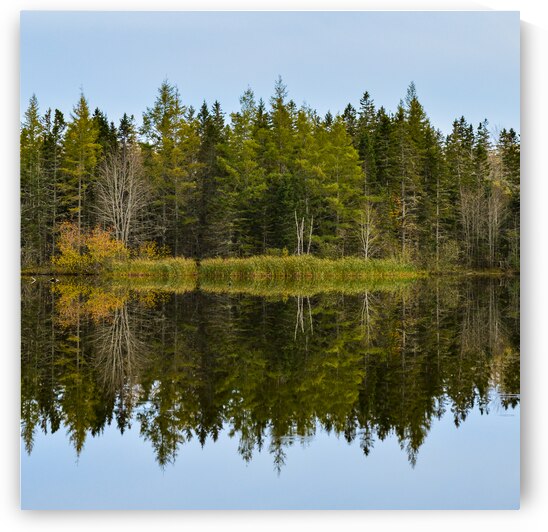 Bird sanctuary pond reflection by Justin Richard Batten