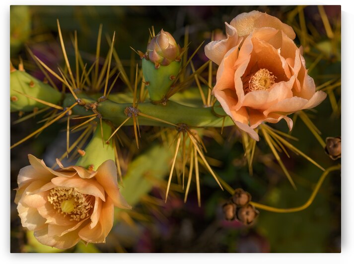 Cuban cactus flower bloom by Justin Richard Batten