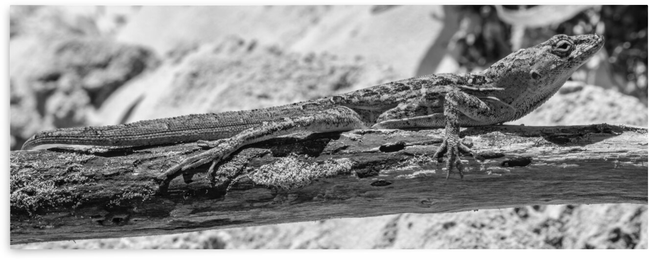 Cuban brown anole in black and white by Justin Richard Batten