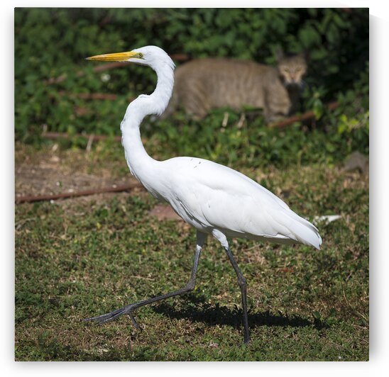 Great white Heron in Cuba by Justin Richard Batten