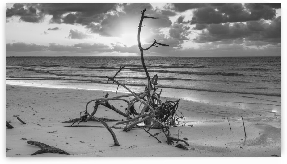 driftwood sunset bw by Justin Richard Batten