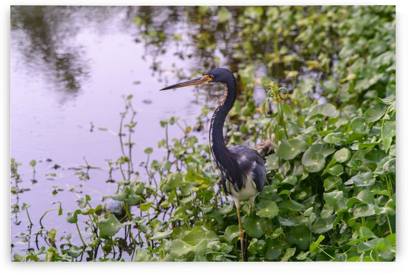 dominican black & white herring by Justin Richard Batten
