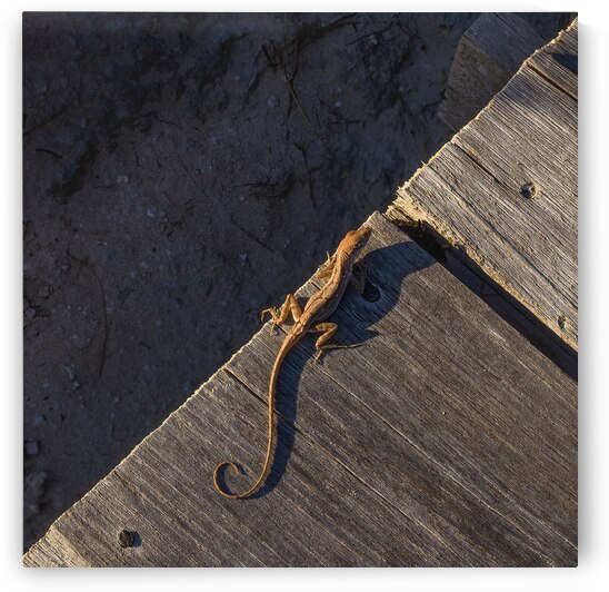 Gecko Anole on boardwalk by Justin Richard Batten