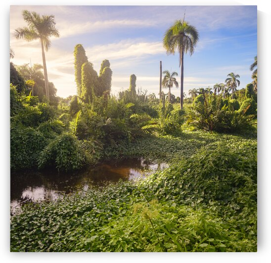 Jungle Garden Dominican by Justin Richard Batten