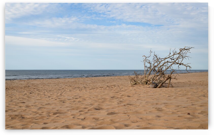 Greenwich beach driftwood art by Justin Richard Batten