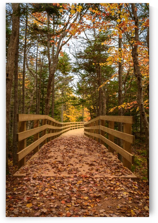 fall colours boardwalk trail by Justin Richard Batten