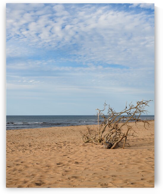 Greenwich beach driftwood art 4 by Justin Richard Batten