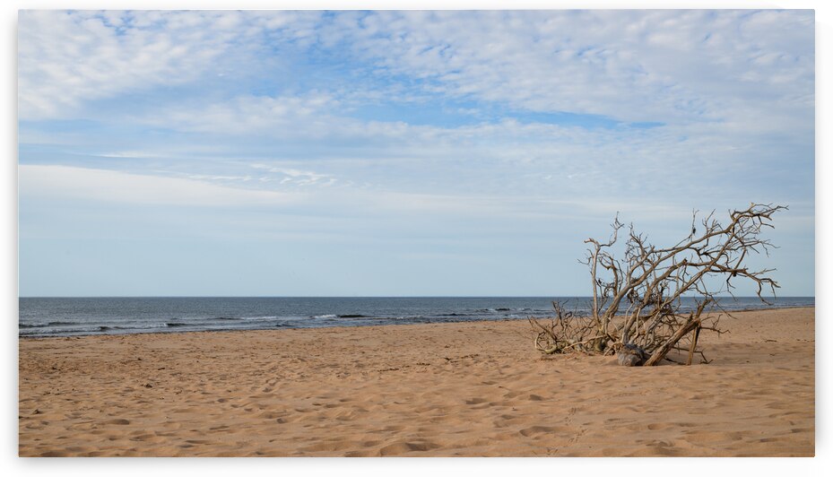 Greenwich Driftwood art 2 by Justin Richard Batten