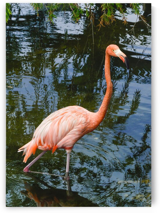 Pink flamingo in pond by Justin Richard Batten