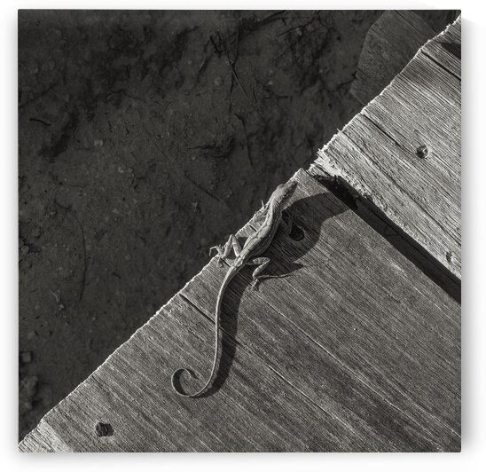Gecko Anole on boardwalk in BW by Justin Richard Batten