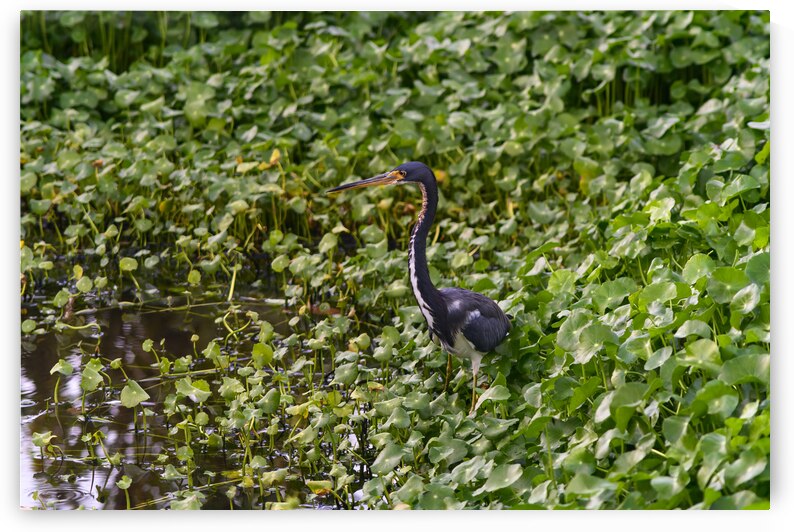 dominican black & white herring 2 by Justin Richard Batten