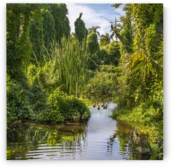 Ducks in a jungle pond by Justin Richard Batten