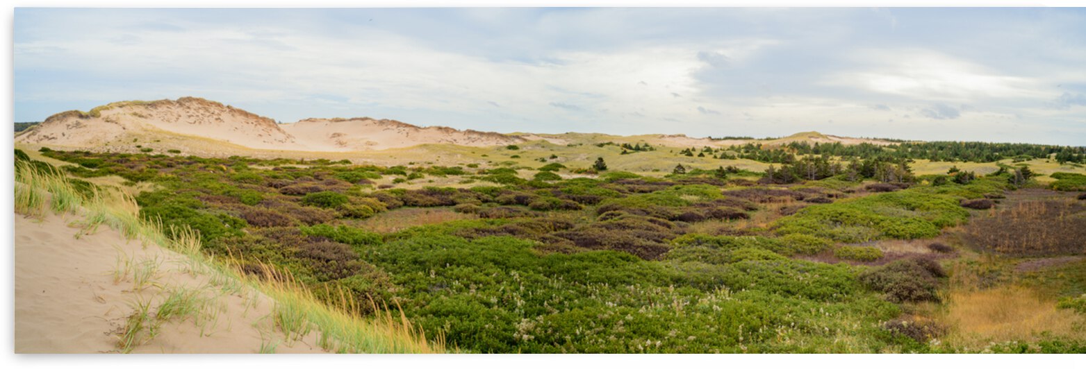 Greenwich dunes and wetlands by Justin Richard Batten