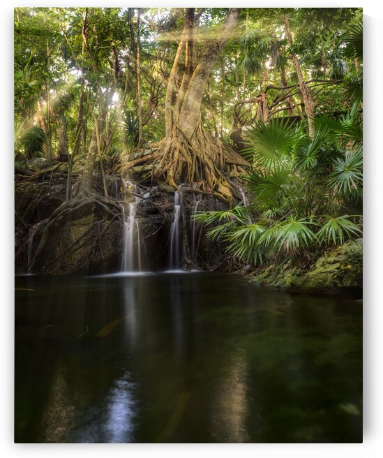 Jungle tree waterfall sunrays by Justin Richard Batten