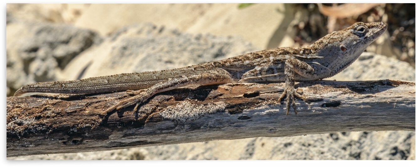 Cuban brown anole on branch by Justin Richard Batten