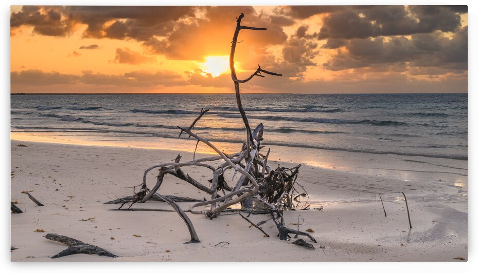 Caribbean driftwood sunset by Justin Richard Batten