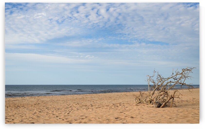 Greenwich driftwood art 3 by Justin Richard Batten