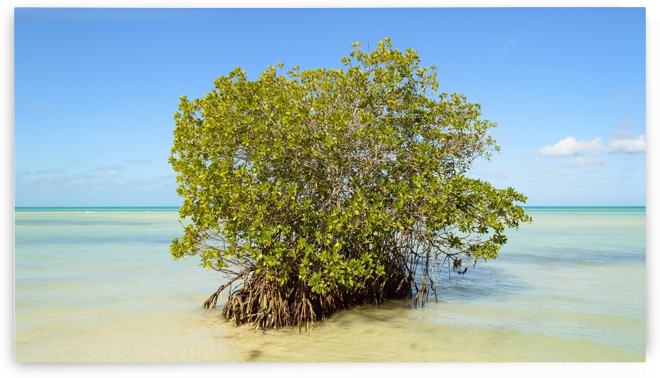 Mangrove on Cuban beach 2 by Justin Richard Batten