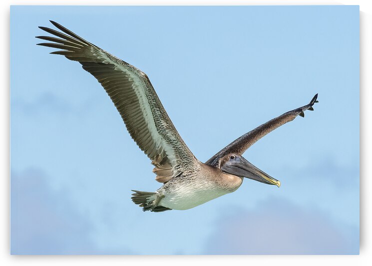Pelican Cuban - 9 by Justin Richard Batten