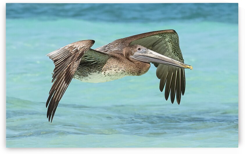Pelican Cuban 11 by Justin Richard Batten