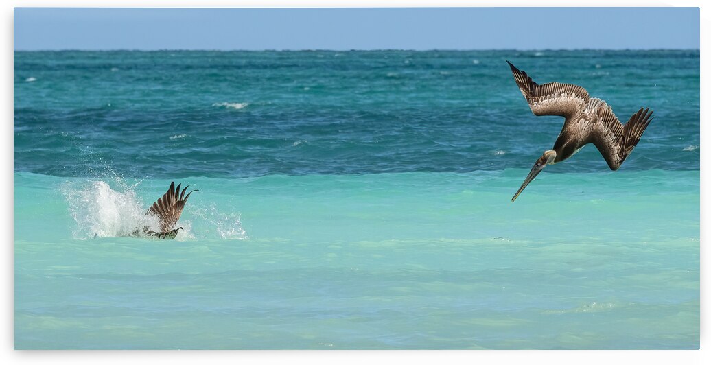 Cuban Pelican Dive 3 by Justin Richard Batten