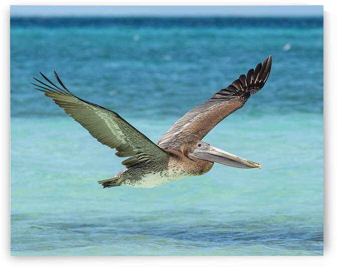 Pelican Cuban - 10 by Justin Richard Batten