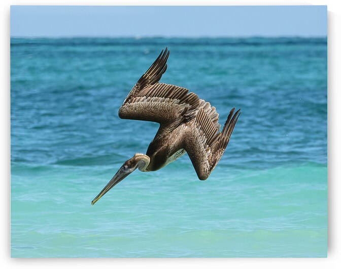 Pelican Cuban 14 by Justin Richard Batten