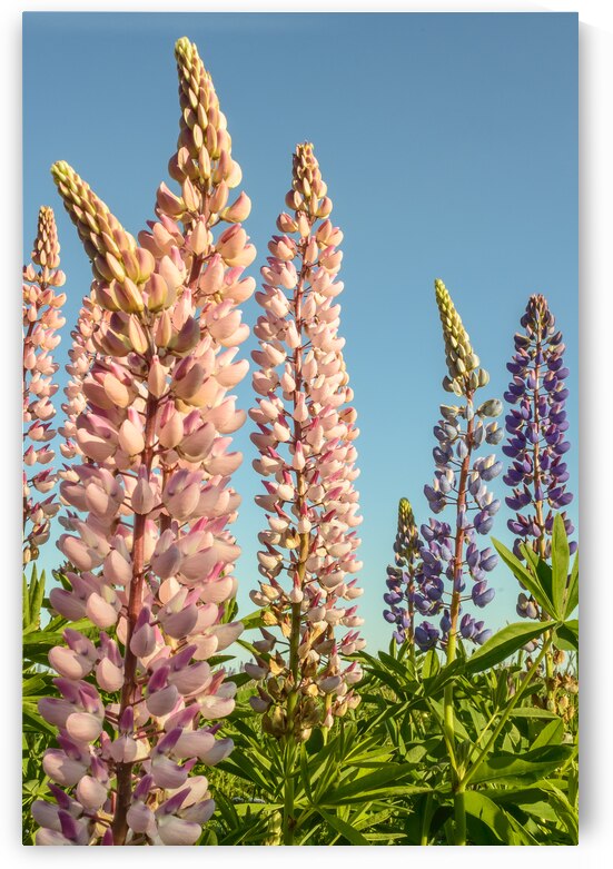 Colourful Lupins in bloom by Justin Richard Batten