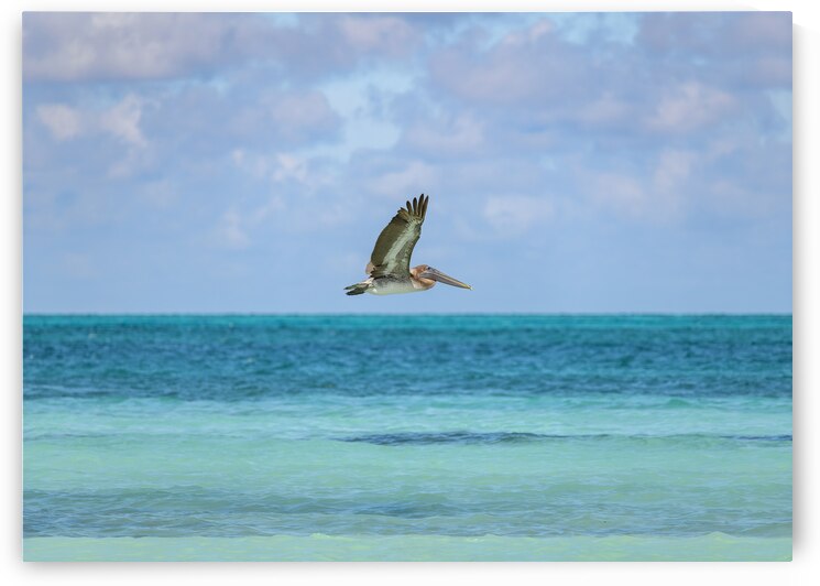Pelican Cuban 12 Cuba by Justin Richard Batten