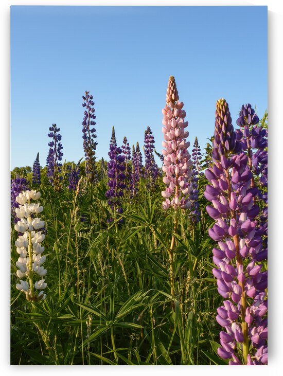 Colourful Lupins in Bloom 4 by Justin Richard Batten