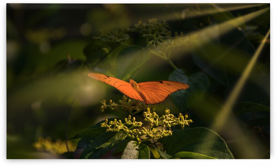 orange butterfly sunrays by Justin Richard Batten