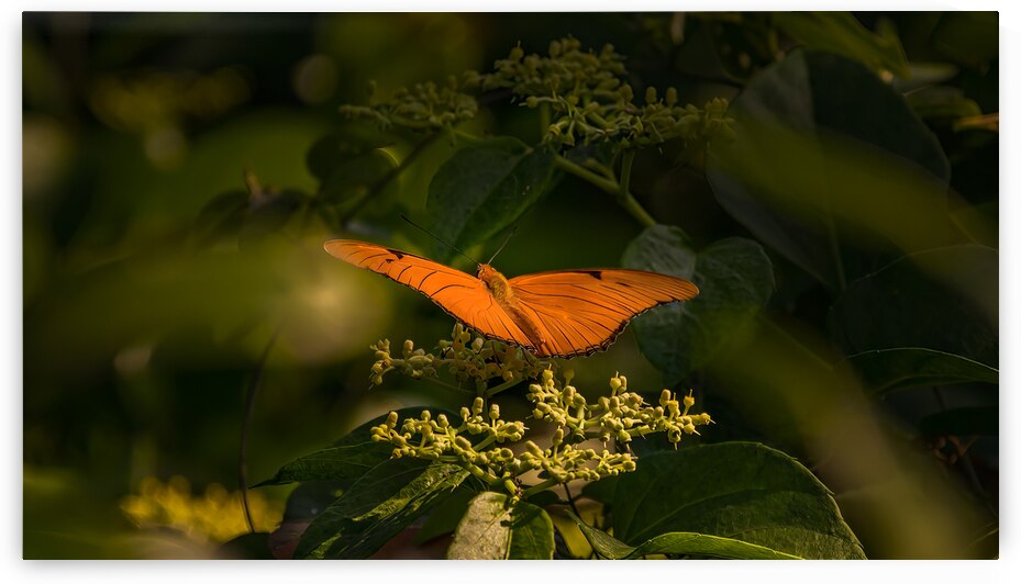 orange butterfly by Justin Richard Batten