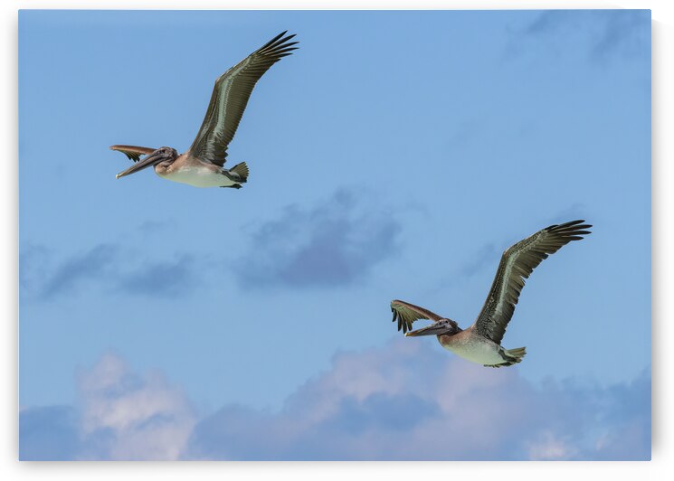 Two Cuban Pelicans in flight 2 by Justin Richard Batten