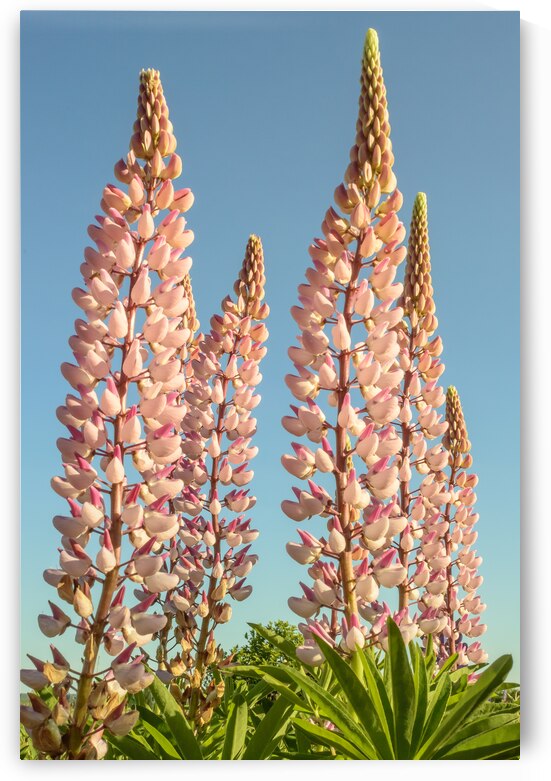 Colourful Lupins in Bloom 2 by Justin Richard Batten
