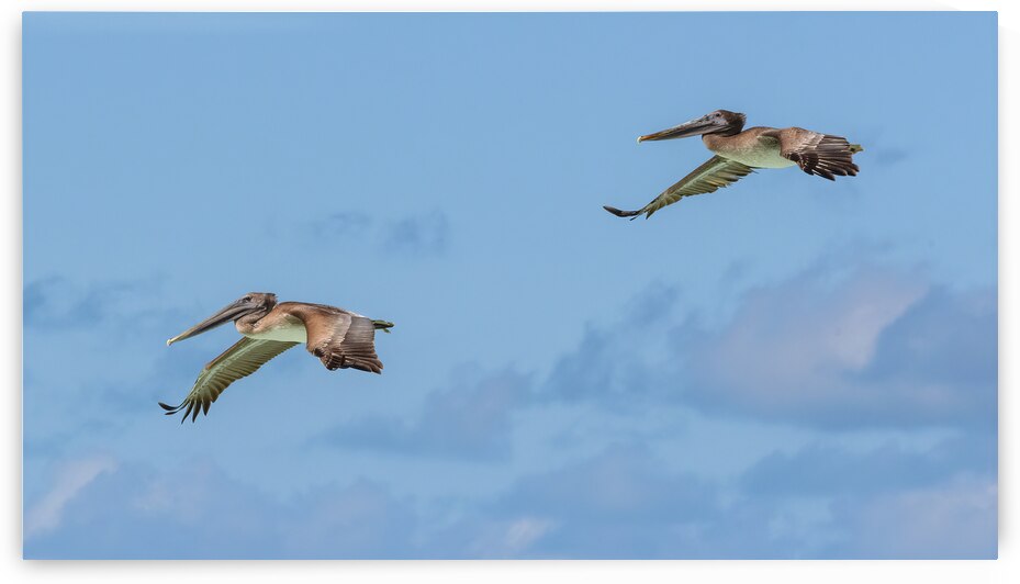 Two Cuban pelican in flight by Justin Richard Batten