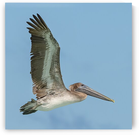 Pelican Cuban 15 by Justin Richard Batten