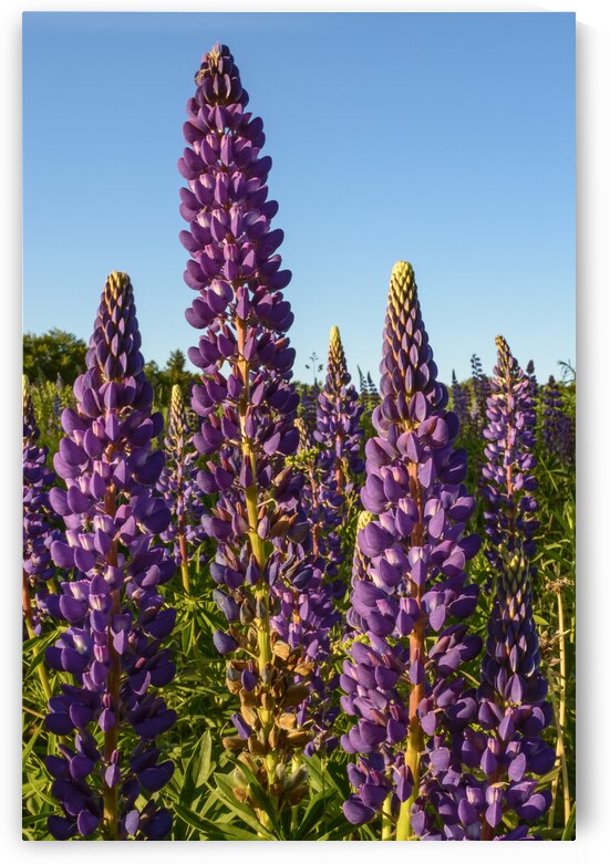Colourful Lupins in Bloom 3 by Justin Richard Batten
