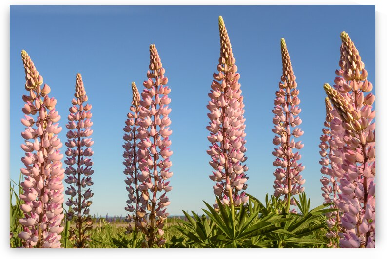 Colourful Lupins in Bloom 5 by Justin Richard Batten