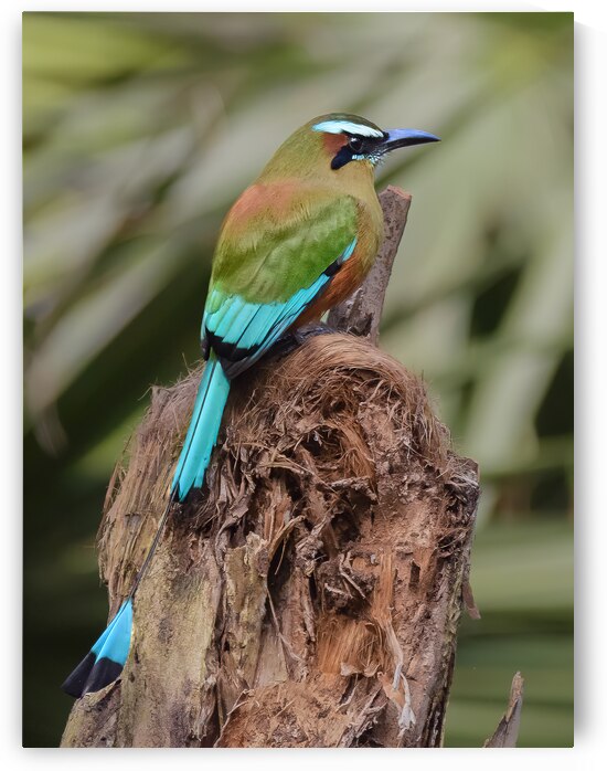 Mot Mot  Clock bird by Justin Richard Batten