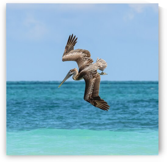 Pelican Cuban 6 by Justin Richard Batten