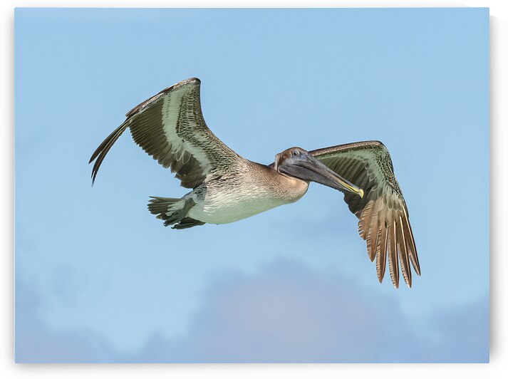 Pelican cuban - 8 by Justin Richard Batten