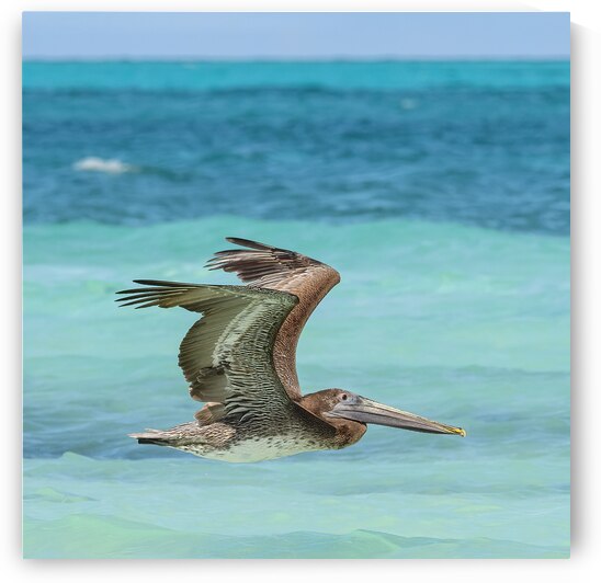 Pelican Cuban 7 by Justin Richard Batten