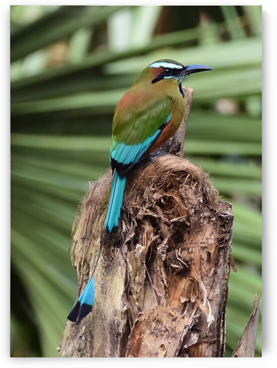 Mot Mot  Clock bird 2 by Justin Richard Batten