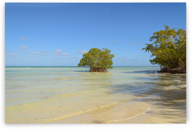 Mangrove on Cuban beach by Justin Richard Batten