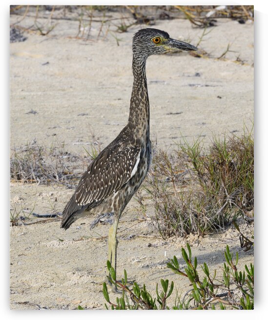 Small long leg cuban bird by Justin Richard Batten